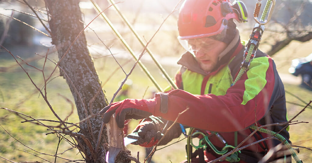 certified arborist near me