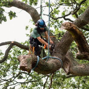 tree service in dallas