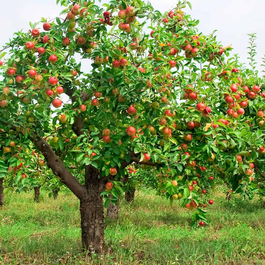 how to plant an apple tree
