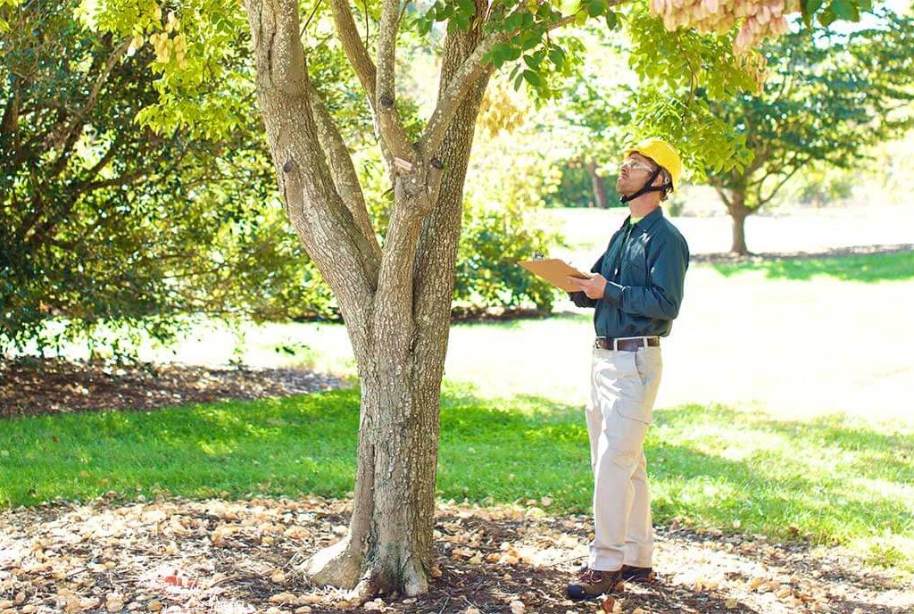 tree inspection