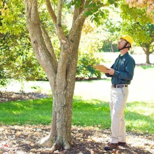 tree inspection