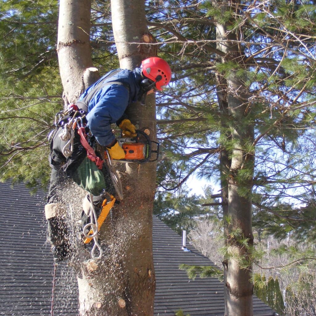 tree service atlanta