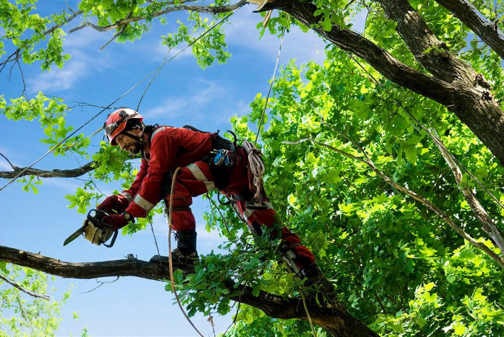 certified arborist near me