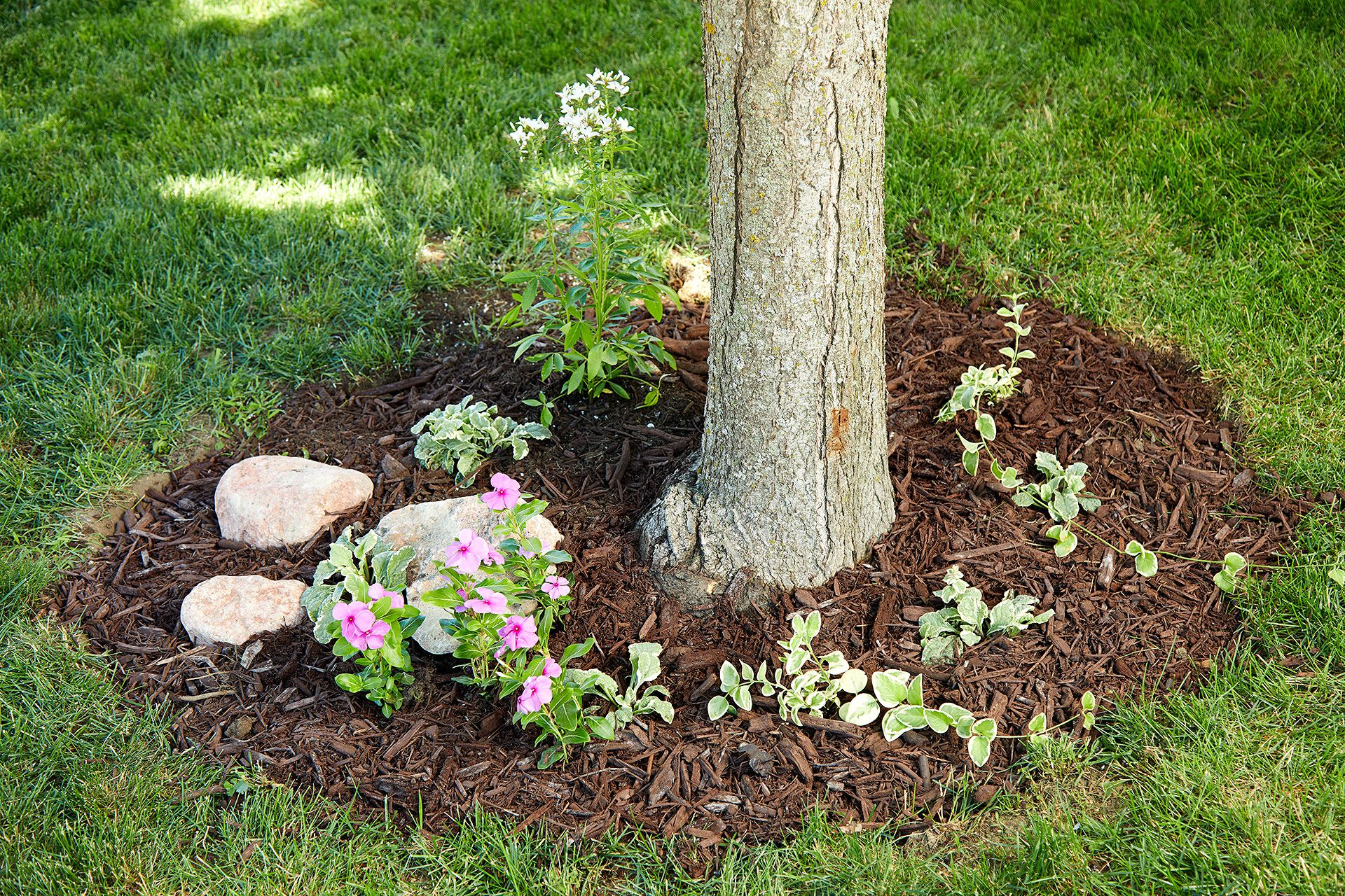 easy tree landscaping