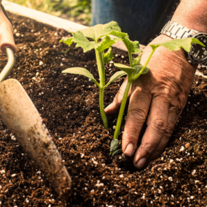 Tree Planting Guidelines