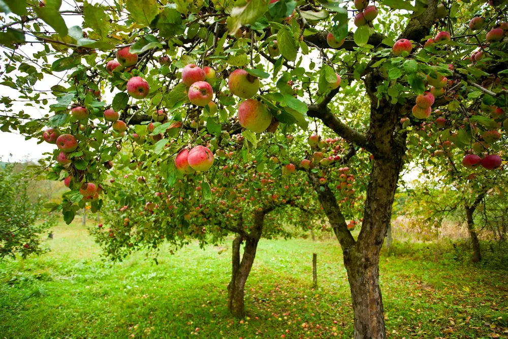 how to plant fruit trees