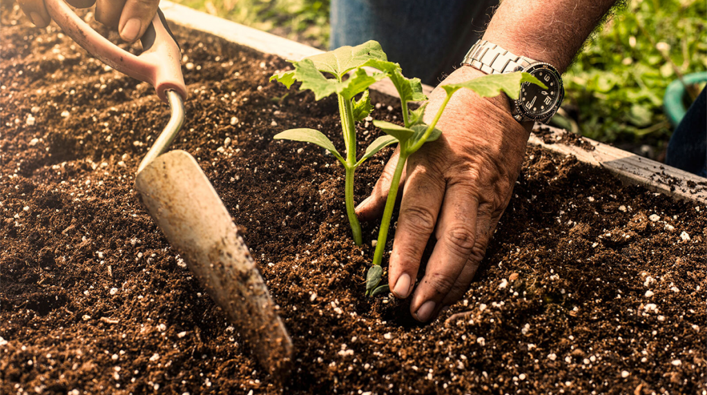 Tree Planting Guidelines