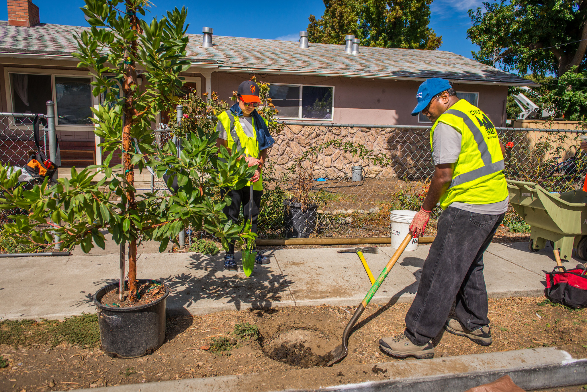 tree planting regulations