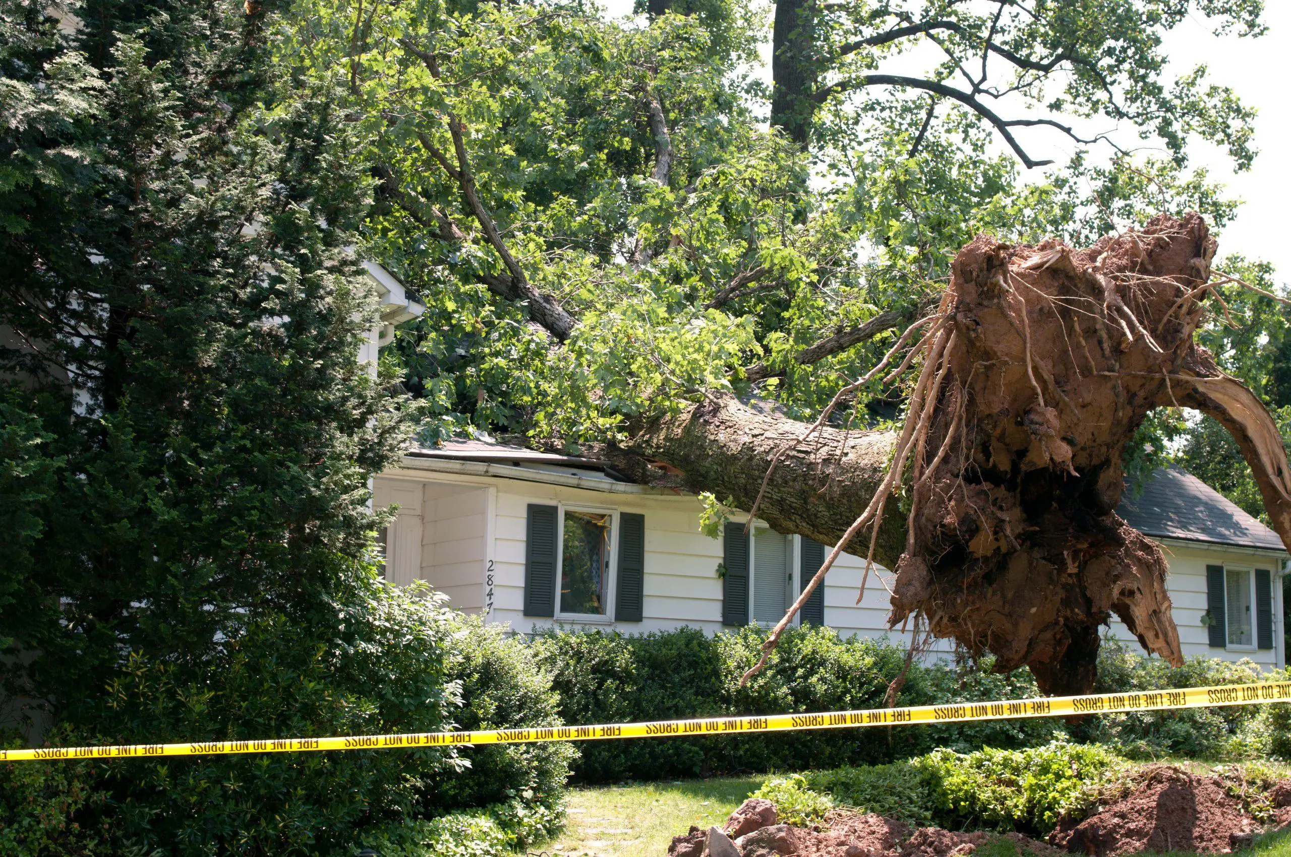 emergency tree removal near me
