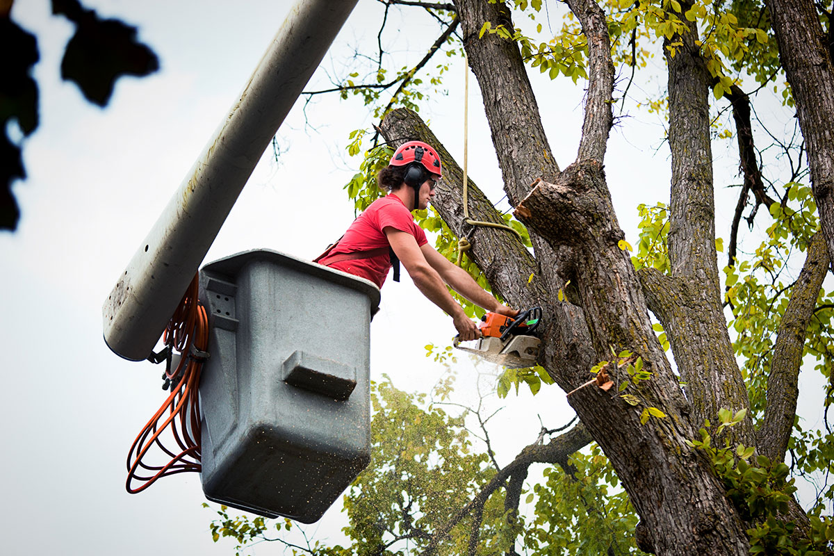 emergency tree service near me