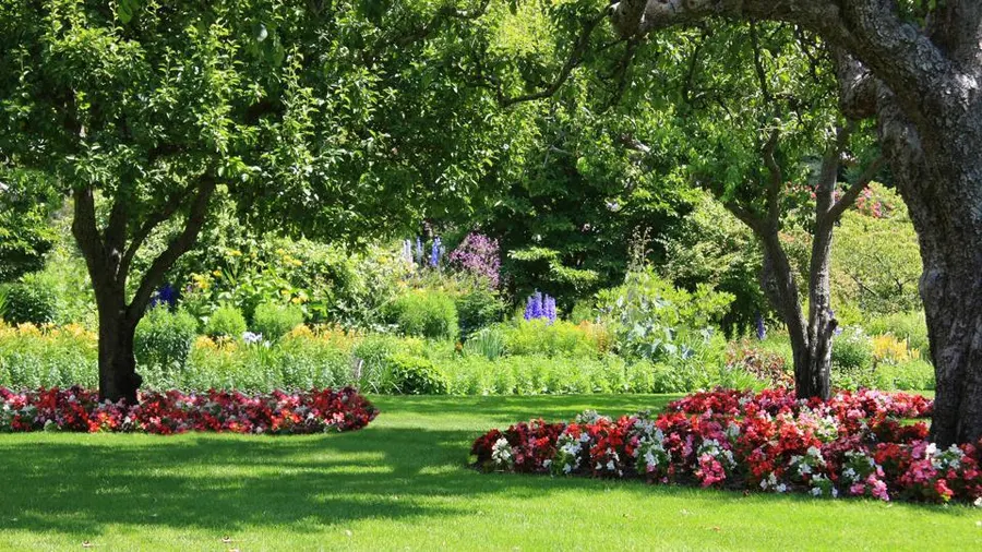 garden tree landscaping