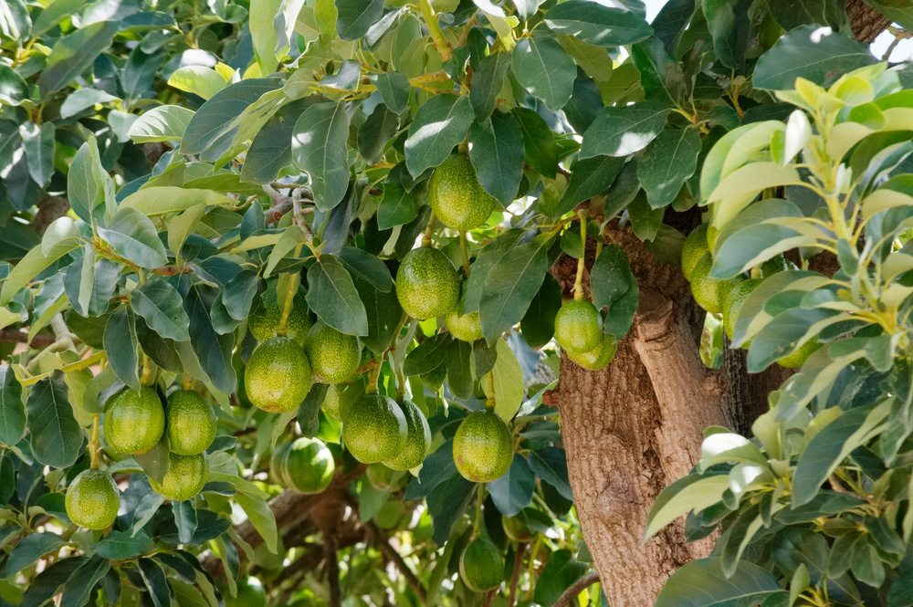 avocado tree
