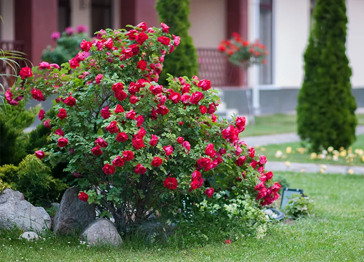 flowering shrubs for full sun