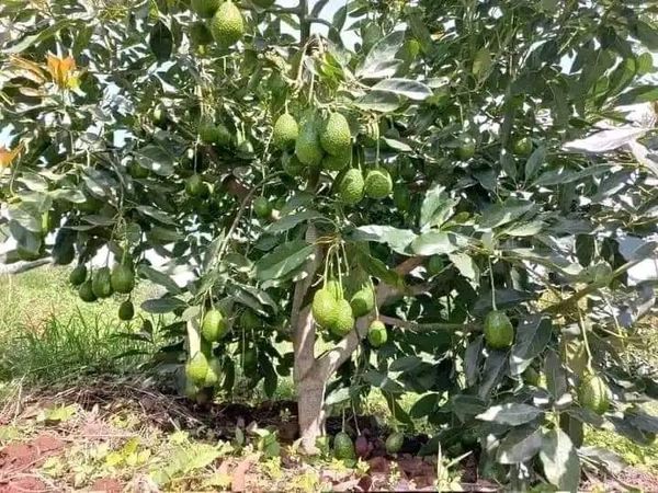 avocado tree
