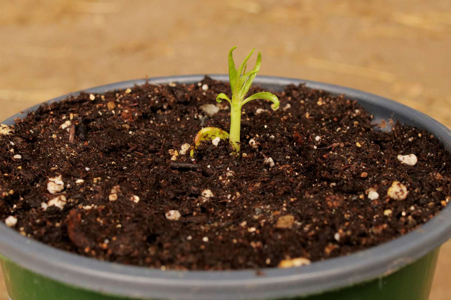 how to grow peach tree from seed