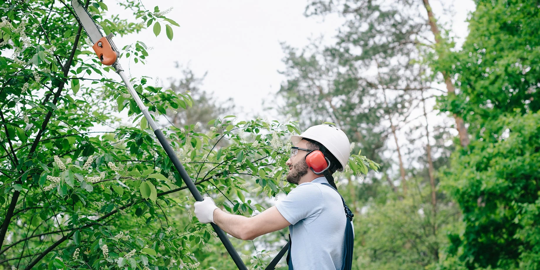 tree trimming