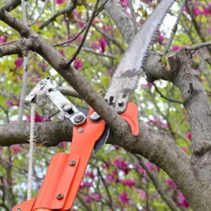 tree service denver