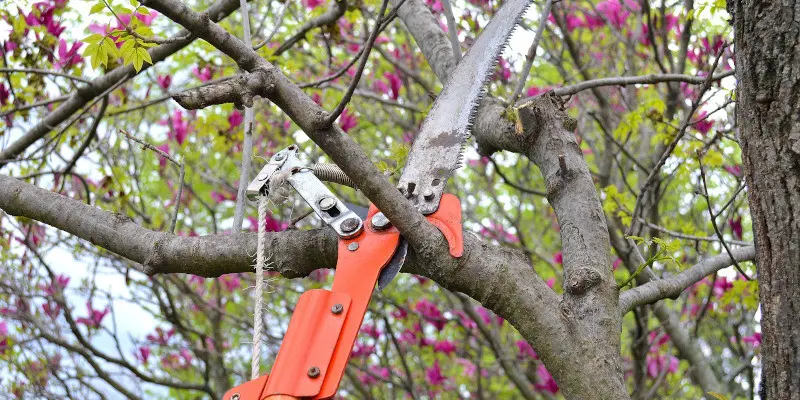 tree service denver