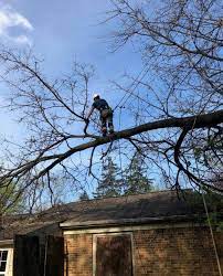 tree removal Boise