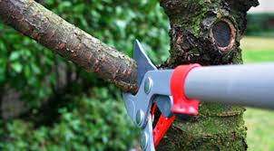 tree trimming equipment