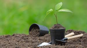 importance of tree plantation