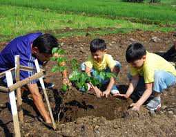 tree planting regulations