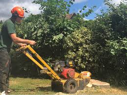 stump removal