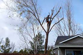 tree removal Boise