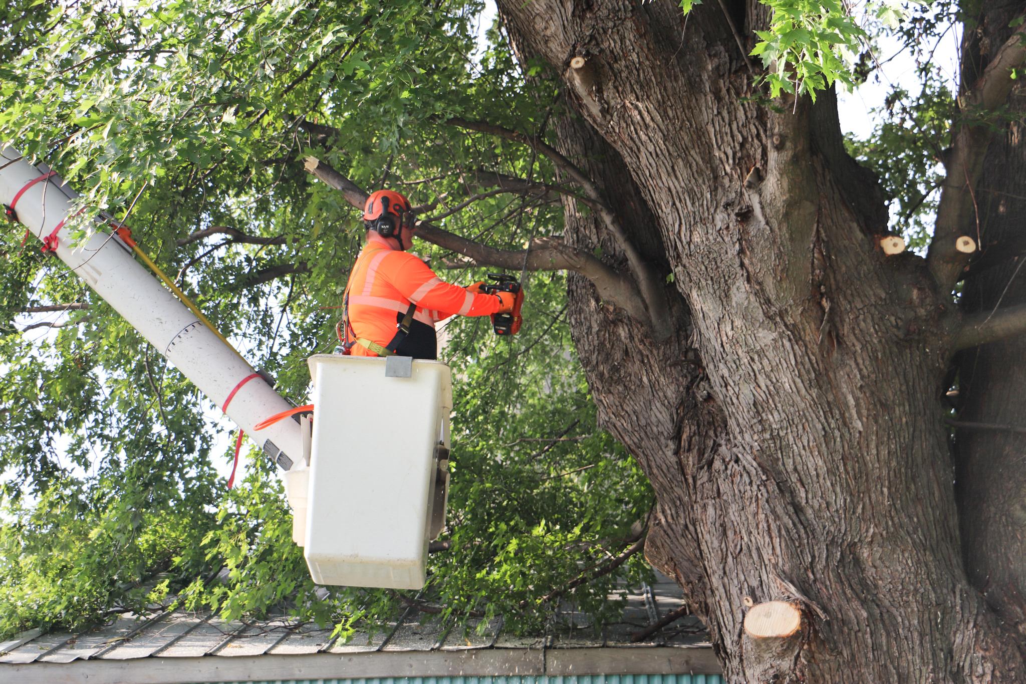 Tree Trimming Near Me