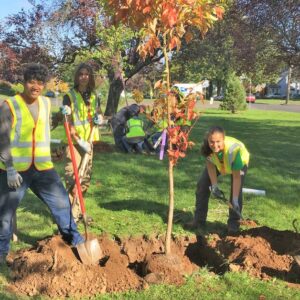 tree planting regulations