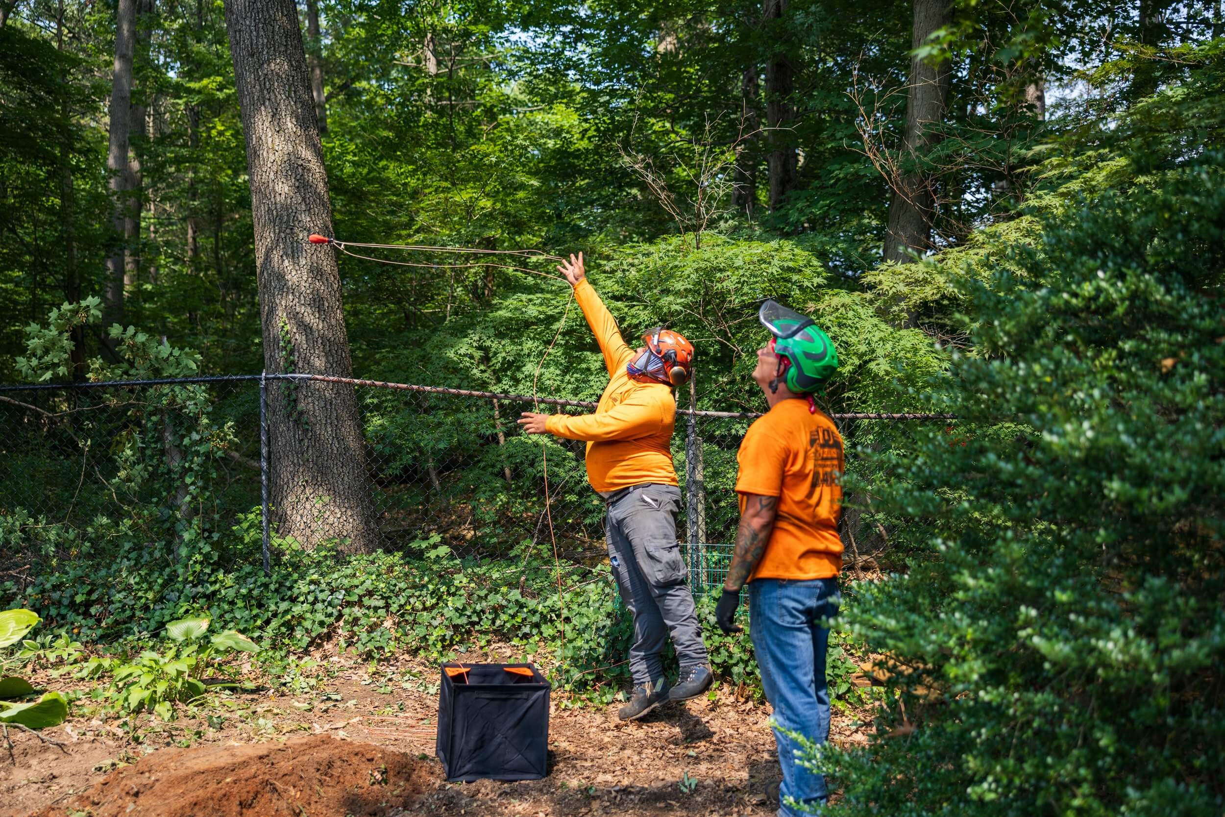 tree cutting financing