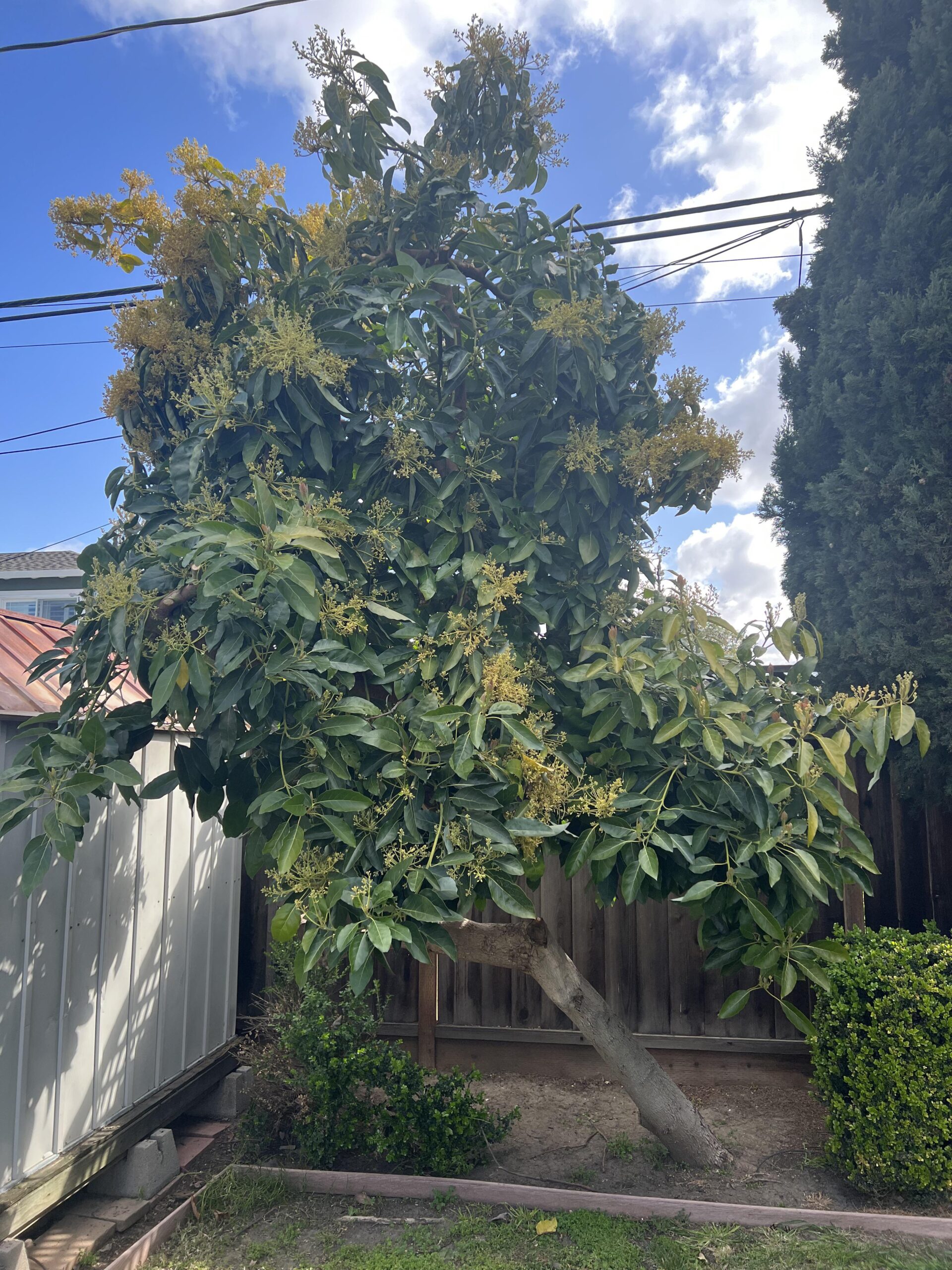 avocado tree
