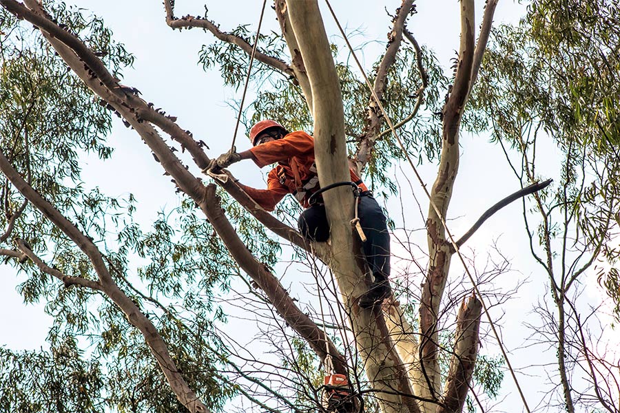 tree service denver