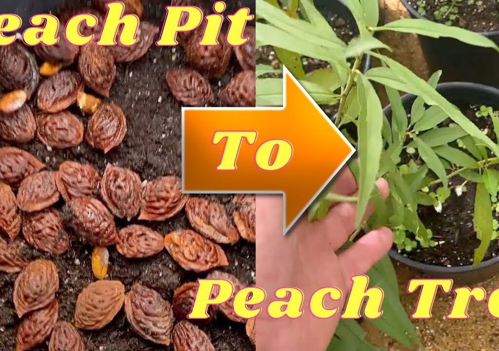 how to grow peach tree from seed