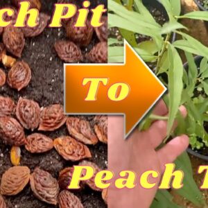 how to grow peach tree from seed