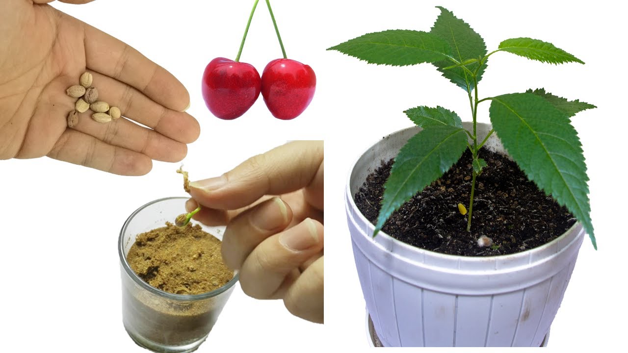 how to plant a cherry tree