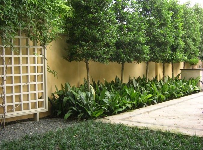 best trees for privacy