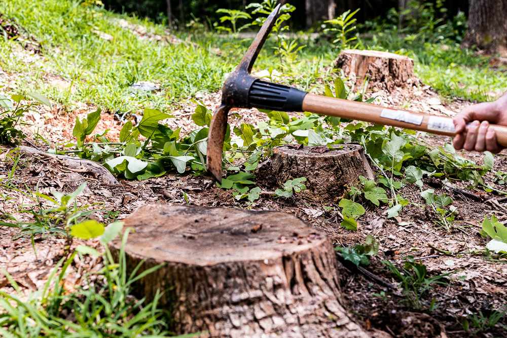 stump removal