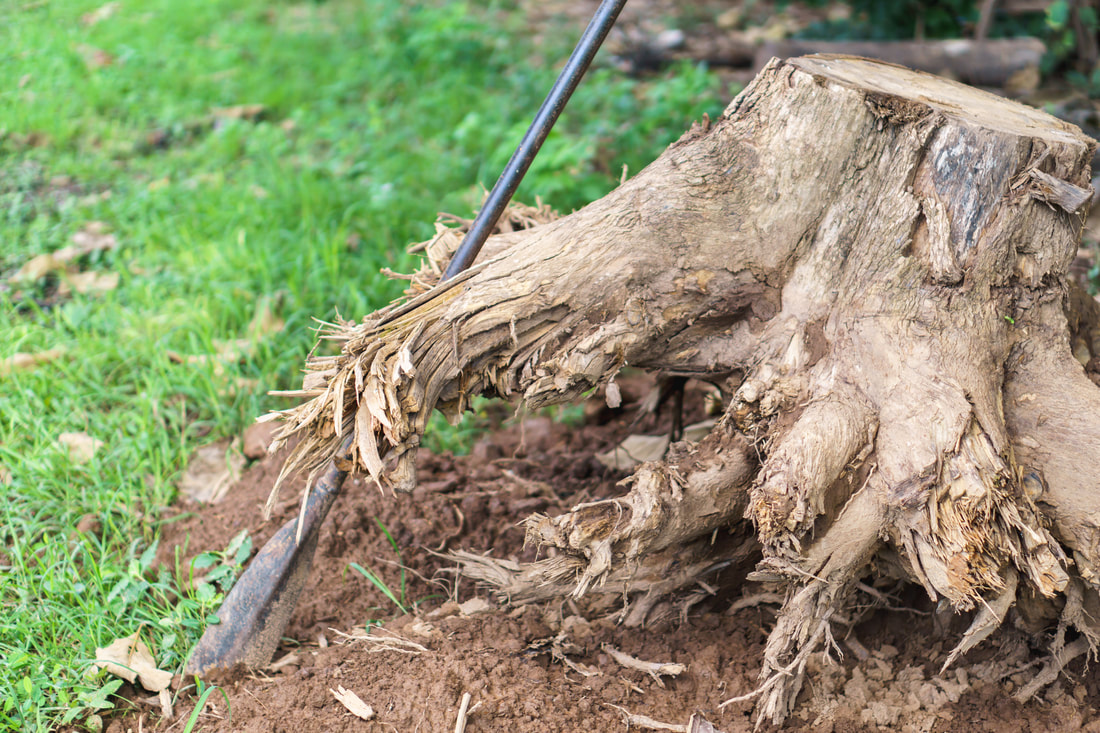 tree stump removal