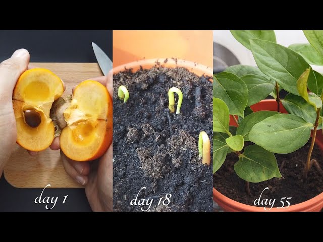 how to grow persimmon from seed