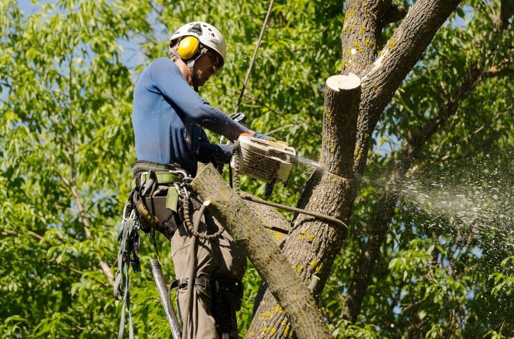 best tree service near me