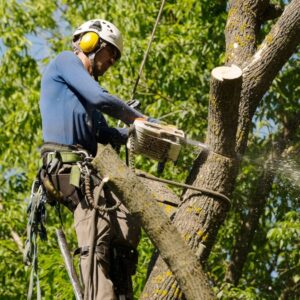 best tree service near me