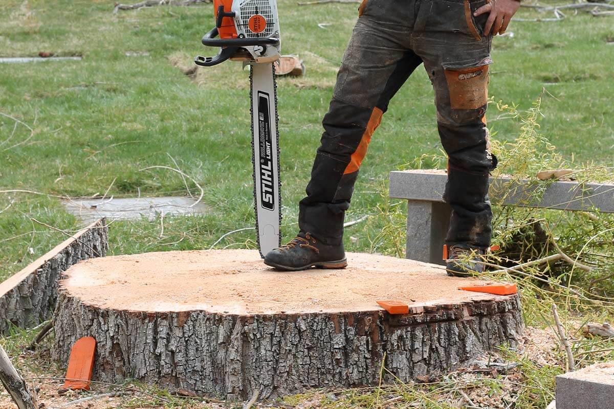 stump removal