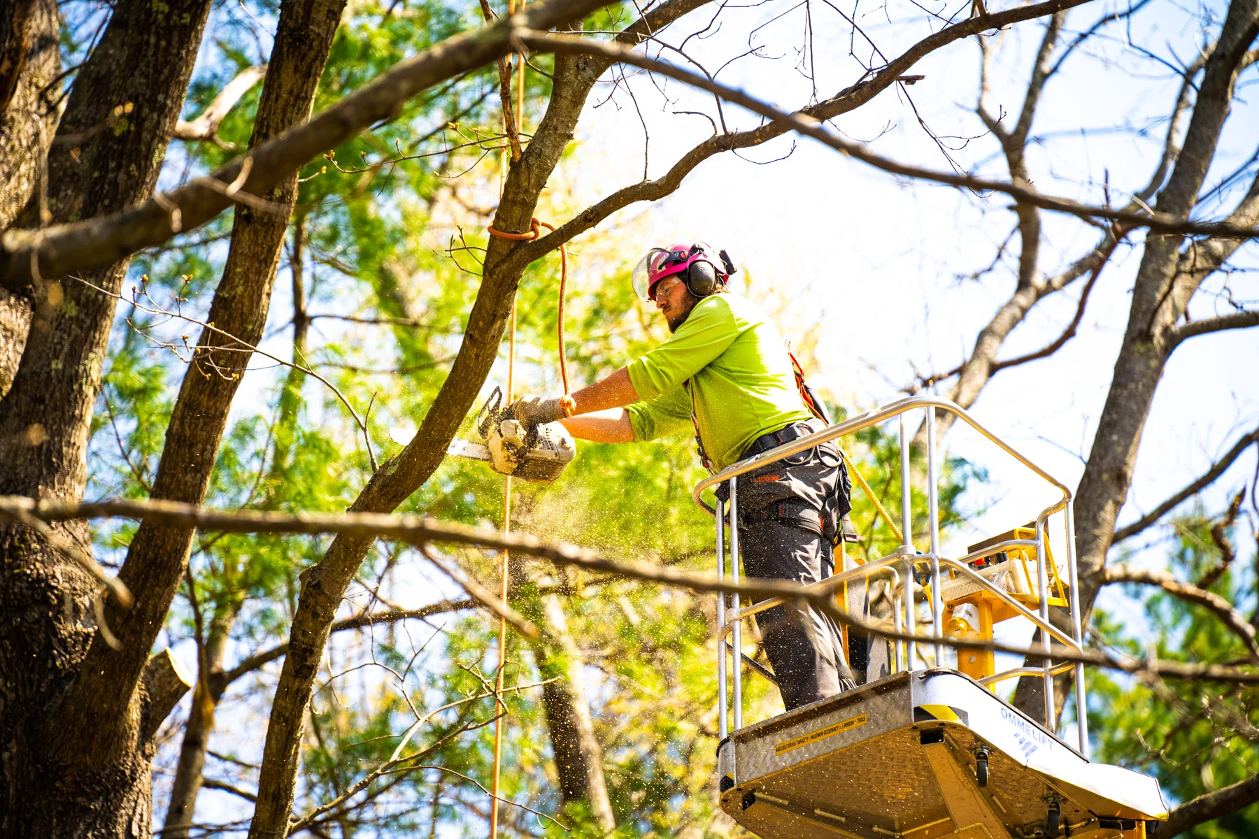 tree pruning services
