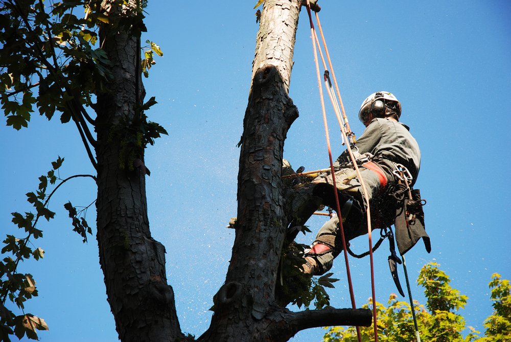 top notch tree service