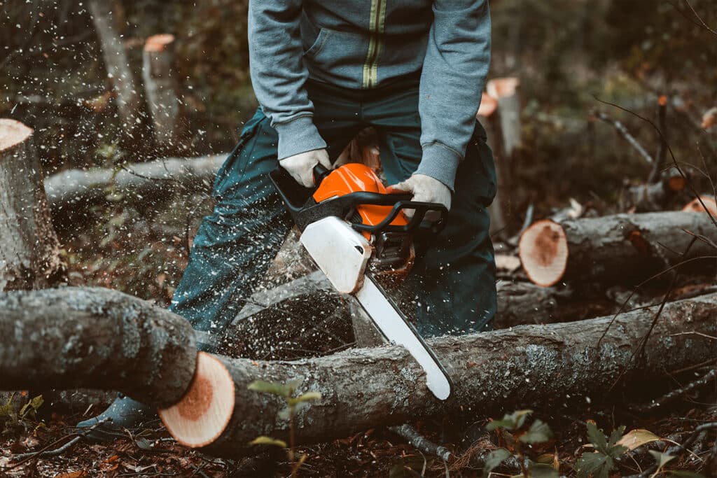 certified arborist near me