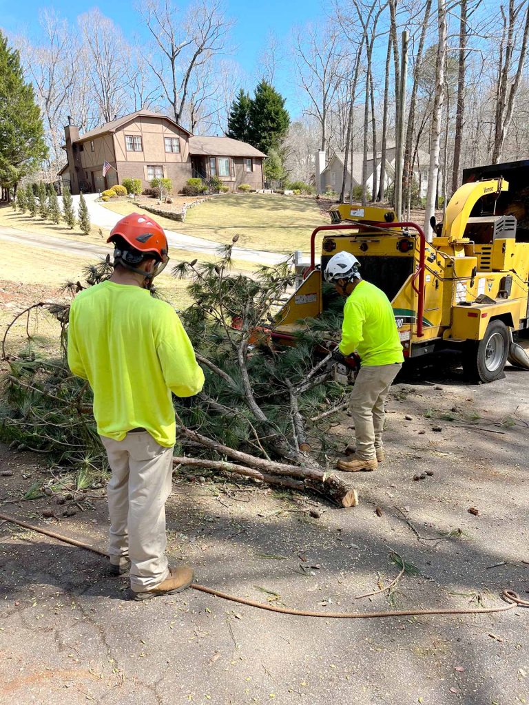 tree service atlanta