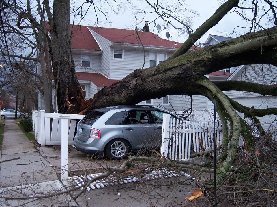 tree removal atlanta