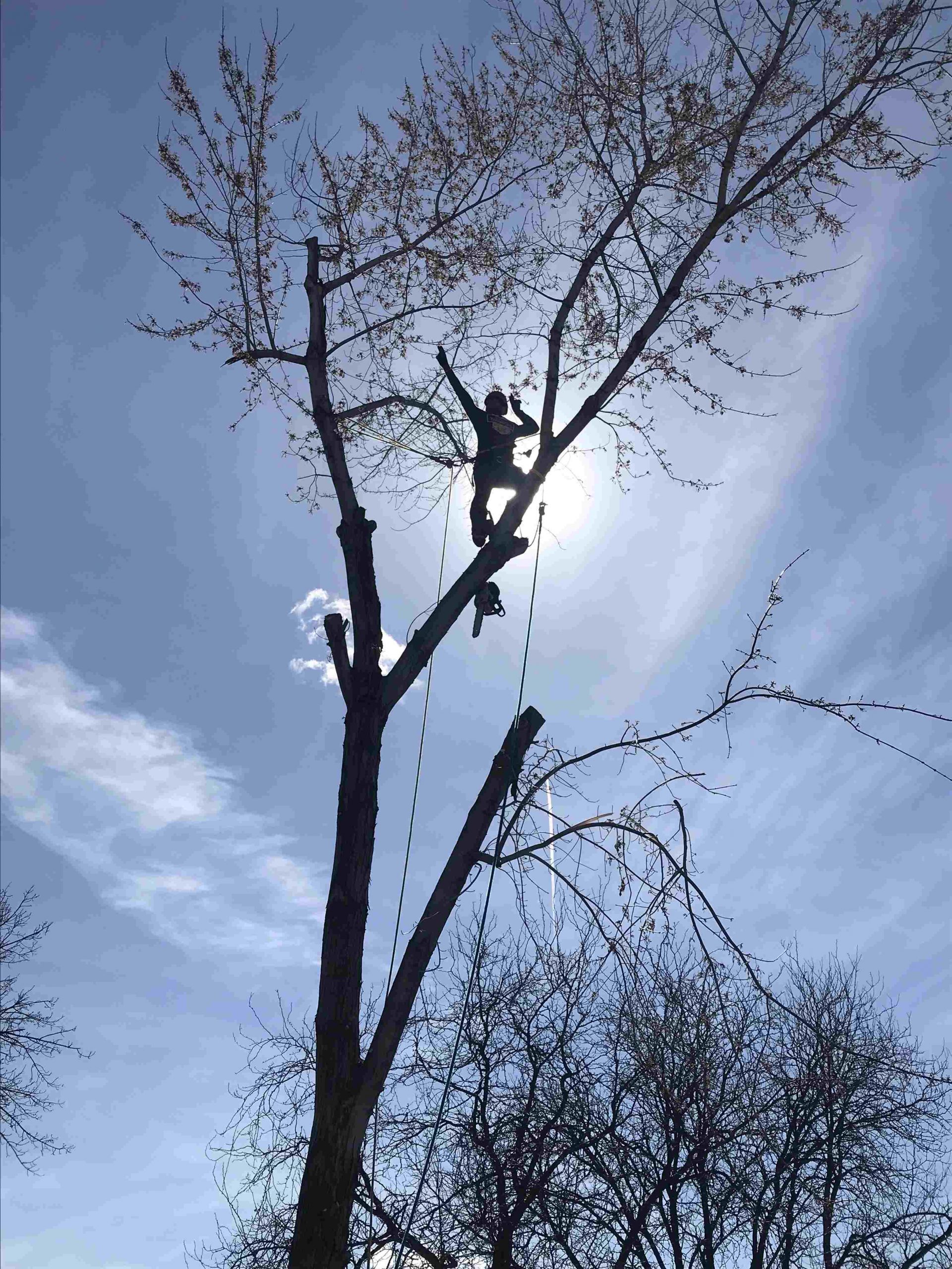 tree removal Boise