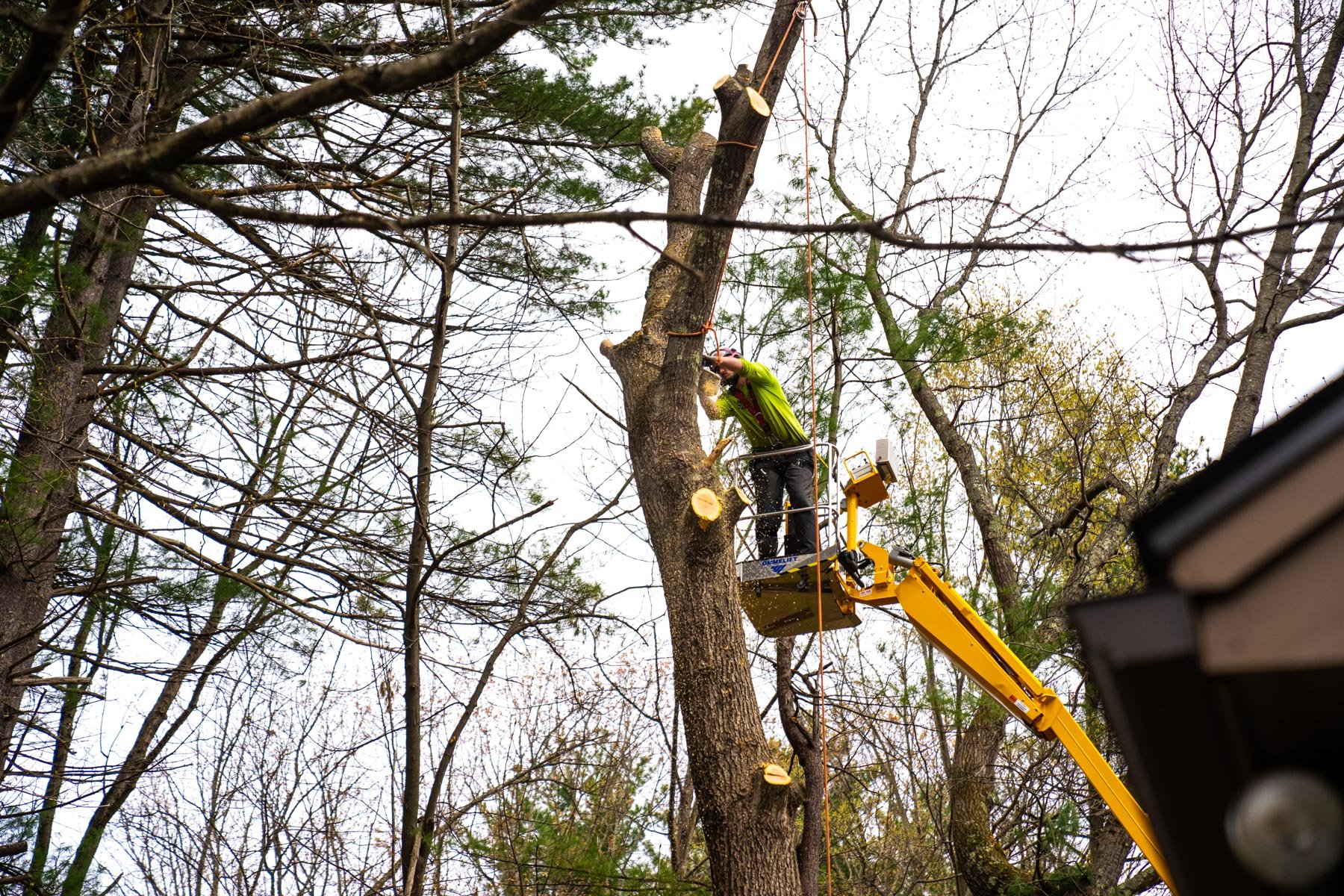 tree removal atlanta